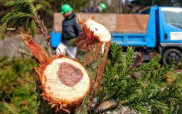 山梨片付け110番の庭木伐採サービス