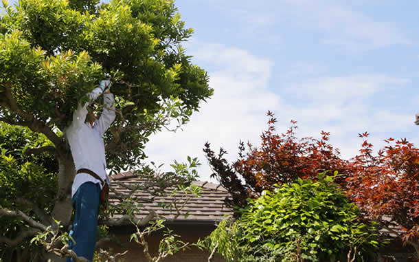 山梨片付け110番の庭木剪定サービス